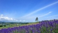 美女加大鸡巴叫黄片日本一地6日游  境外旅游 6880元/人